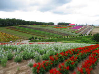 Shikisai Hill, Biei, Hokkaido, Japan - Diorama Effect