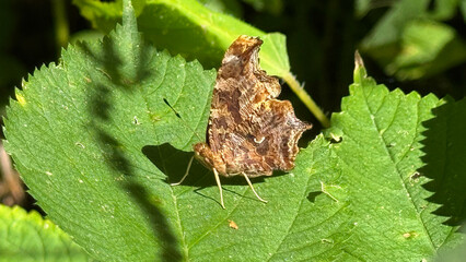 eastern comma butterfly on leaf