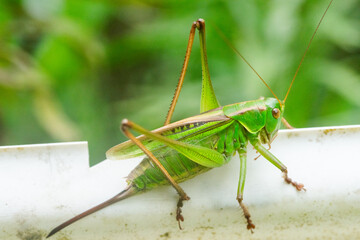 キリギリスのメス