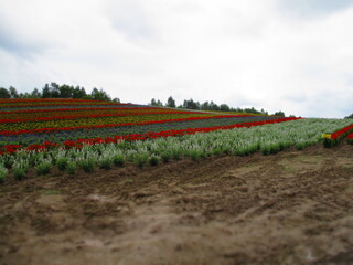 Shikisai Hill, Biei, Hokkaido, Japan - Diorama Effect