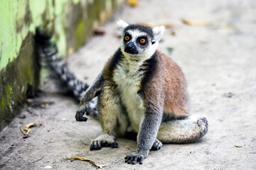 Obraz premium Ring-Tailed Lemur Seated on the Ground with Curious Expression
