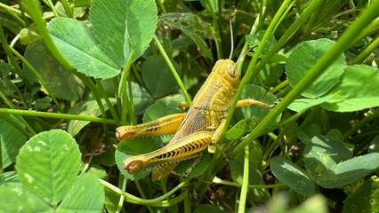 differential grasshopper in the grass