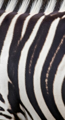 Stunning zebra stripes in black and white creating a dynamic abstract pattern for design