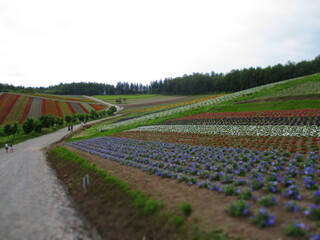 Shikisai Hill, Biei, Hokkaido, Japan - Diorama Effect