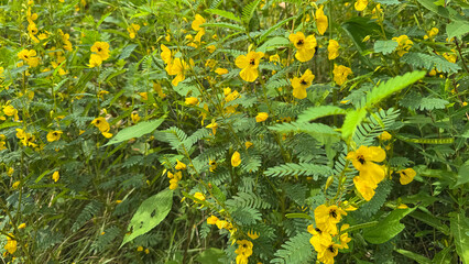partridge pea flower