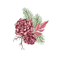 Burgundy two roses, with pine branches and dry twig watercolor illustration. Elegant winter flower arrangement for Christmas and New Year decor. Bouquet isolated from background.