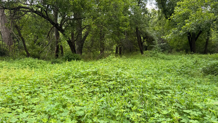 forest of green 