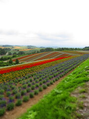 Shikisai Hill, Biei, Hokkaido, Japan - Diorama Effect