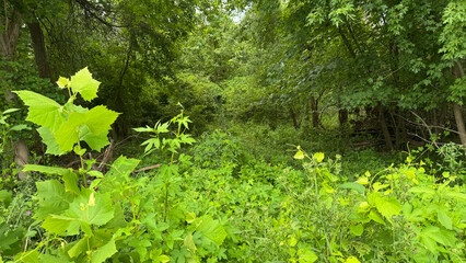 forest of green 