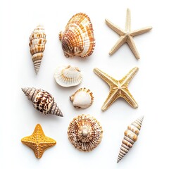 Assorted seashells and starfish arranged on a white background