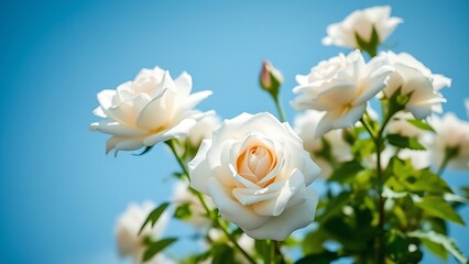 White roses blooming under a clear blue sky, symbolizing purity and springtime.