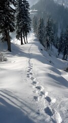 Obraz premium Snow-covered hillside path with footprints leading into a snowy, evergreen forest