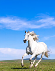 駆ける白馬（生成AI　Generated Image）