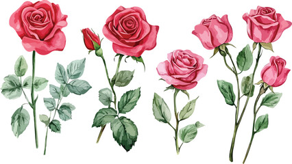 Collection of beautiful watercolor painted red and pink roses with green leaves on a white background