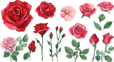 Collection of beautiful red and pink roses with green leaves and buds isolated on white background