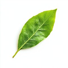Fototapeta premium Close-up of a single vibrant green leaf against a white background