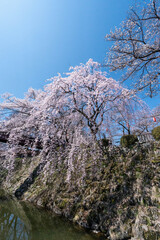 高島城の桜
