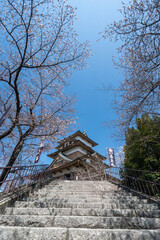高島城の桜