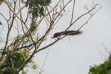 Peacock perched on tree branch