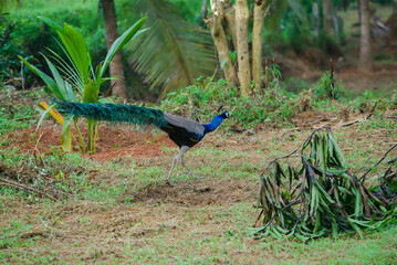 Colorful peacock stock photos