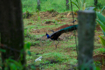 Colorful peacock stock photos