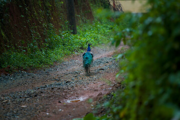Fototapeta premium Colorful peacock stock photos