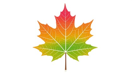 Fototapeta premium Vibrant Autumn Maple Leaf Detailed Vein Illustration