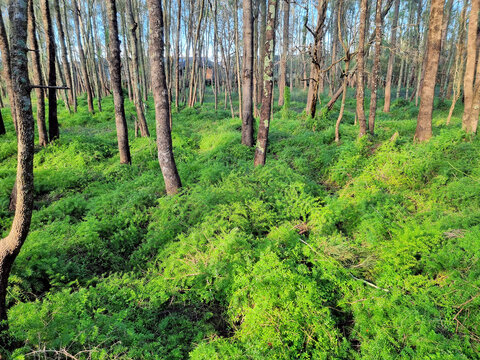 Dense fern undergrowth on Brisbane Water foreshore, under Australian coastal forest. Taken on the Kincumber to Davistown Walk, New South Wales, Australia.