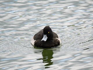 キンクロハジロ