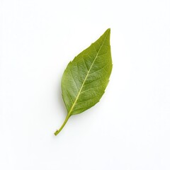 Obraz premium Single vibrant green leaf, sharply defined against a pristine white background