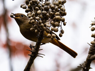 ジョウビタキ　メス