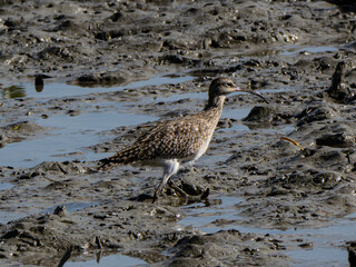 チュウシャクシギ