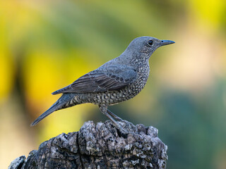 イソヒヨドリ　メス