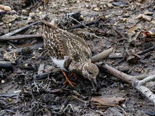 キョウジョシギ