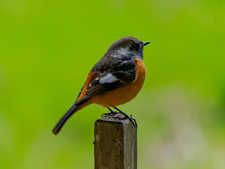 ジョウビタキ　オス