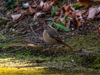 ジョウビタキ　メス