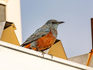 イソヒヨドリ　オス