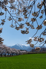 蕪の桜並木