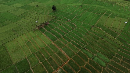Aerial view of green rice fields and farmland