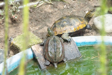 イシガメとクサガメ