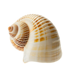 Obraz premium Sea shell, banded tun, Tonna sulcosa Isolated on Transparent Background