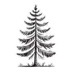 Hand drawn sketch of a tall evergreen pine tree with sparse grass