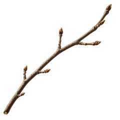 Fototapeta premium Brown tree branch with green buds against a black background isolated on a transparent background twig