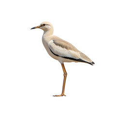 Obraz premium Cream colored wading bird with long legs and dark wing markings isolated on a transparent background