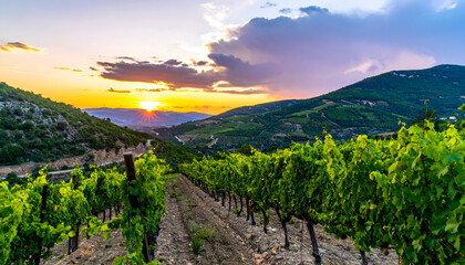 Fototapeta premium Vineyard rows under a colorful sunset with mountains in the background.