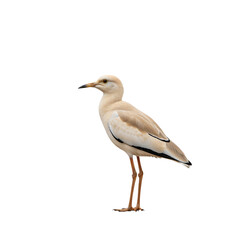 Obraz premium Light brown bird with long legs and pointed beak standing still isolated on a transparent background