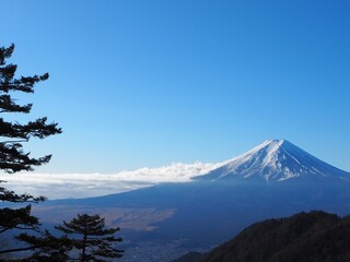 富士山と木