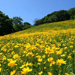 Sunny hillside blanketed in vibrant yellow wildflowers