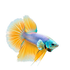 Fototapeta premium Siamese fighting fish with vibrant blue and yellow fins swimming isolated on a transparent background