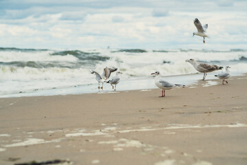 Seagulls stand at the water's edge, their feet wet as waves roll in under an overcast sky. The beach appears peaceful, highlighted by the rhythmic sounds of the ocean.